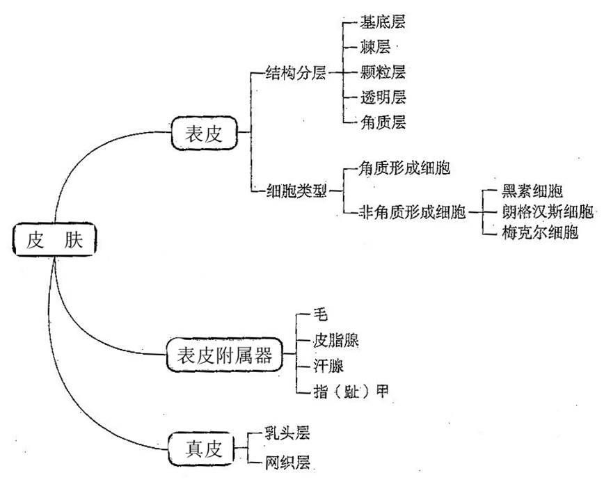 皮肤结构关系图