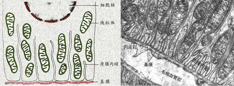 质膜内褶